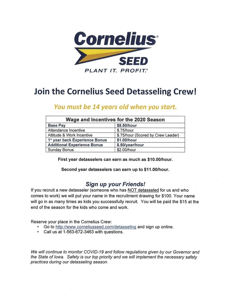 Cornelius Detasseling Info