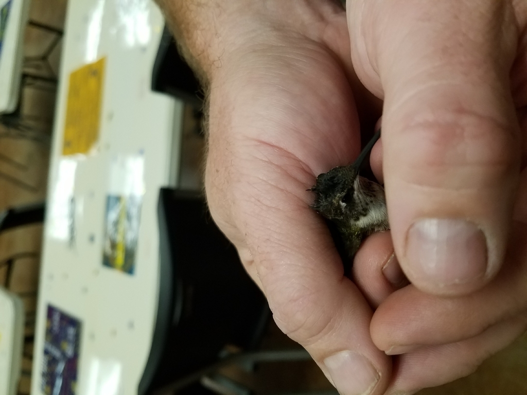 hummingbird