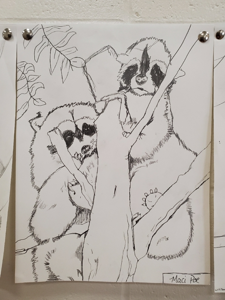 raccoons 