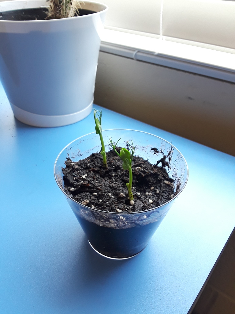 Plants