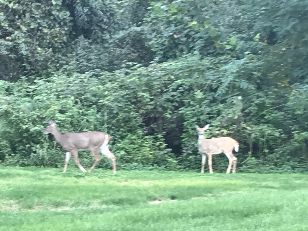 Deer at lick